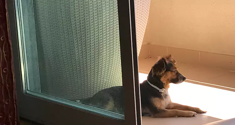 French Door Pet Screen Repair in Maitland, FL